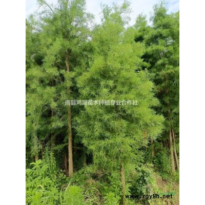 垂柳小苗垂柳樹苗垂柳價(jià)格垂柳種子南縣鴻晟苗木垂柳批發(fā)垂柳基地