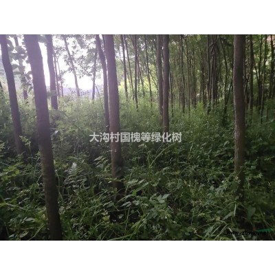大量出售國槐等多種綠化樹