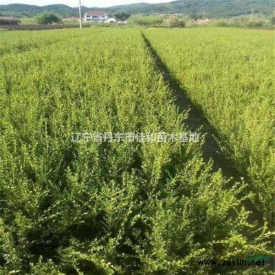 出售丹東小葉黃楊