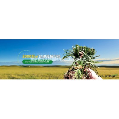 披針葉苔草營養(yǎng)缽苗基地批發(fā)直供，貨源充足！