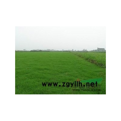 機器起百慕大，馬尼拉草，天堂草卷