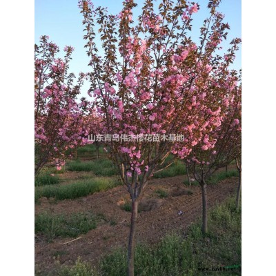 山東青島櫻花什么時候開 2019青島櫻花節(jié)時間/地址/交通指南