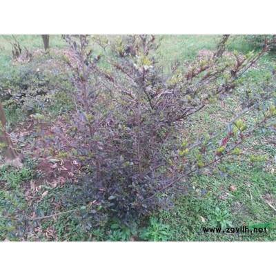 中華蚊母大量現貨