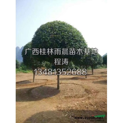 廣西桂花樹 金桂 銀桂 八月桂 大桂花樹 綠化植物 基地直供