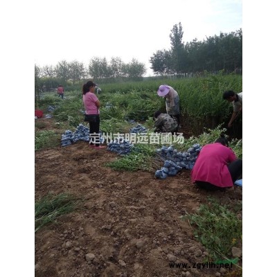 金鐘連翹 華北連翹 東北連翹 金葉連翹各種規格批發價格