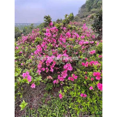 供應(yīng)杜鵑 杜鵑供應(yīng)商 杜鵑產(chǎn)地 杜鵑綠化苗木苗圃基地