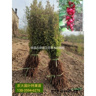 1年大果連翹苗 0.3公分連翹苗批發價格 0.2元