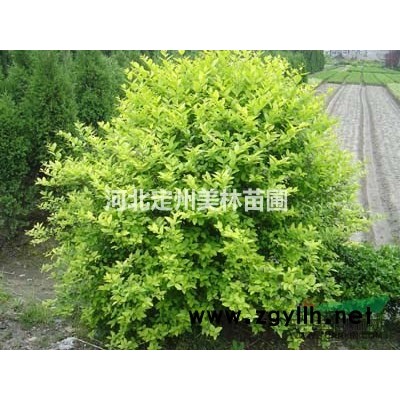 河北定州 連翹有幾種品種