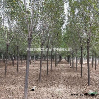 桑樹苗直銷--桑樹低價出售--貨源充足