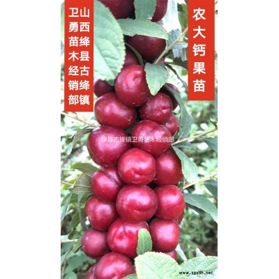 *新連翹苗價格=2017年連翹苗價格=結果藥用連翹苗價格