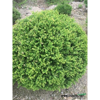 遼寧紫樹介紹/特征/用途