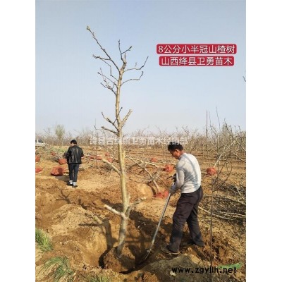 垣曲連翹苗種植基地 垣曲哪里有連翹 批發(fā) 垣曲連翹苗價(jià)格