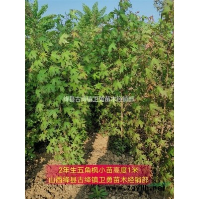 3年連翹苗批發(fā) +3年連翹苗價(jià)格=3年連翹苗批發(fā)價(jià)格