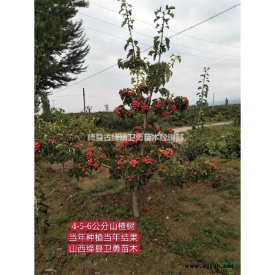 1年2年藥用連翹苗批發(fā) 3分支5分支藥用連翹苗批發(fā)