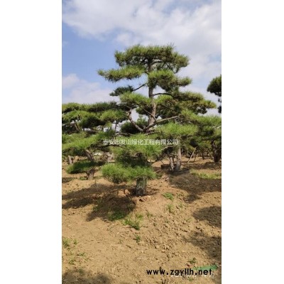 千頭臭椿樹(shù)