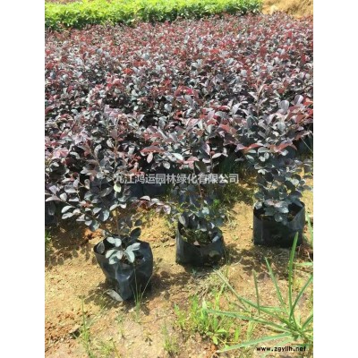 江西紅櫸工程苗，紅櫸精品苗，10-15公分紅櫸價格便宜基地直供