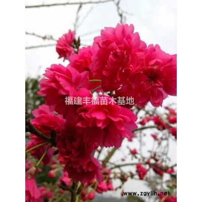 精品牡丹櫻大量批發(fā)出售，8公分牡丹櫻價格550元起
