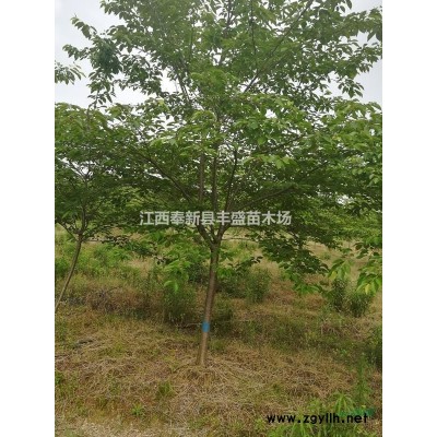 木荷杯苗 木荷容器袋苗 木荷杯苗價(jià)格-江西宜春報(bào)價(jià)賣(mài)多少錢(qián)