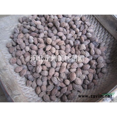 裝盆八寶景天高度15公分批發(fā)價(jià)格 定州明遠(yuǎn)苗圃場(chǎng)