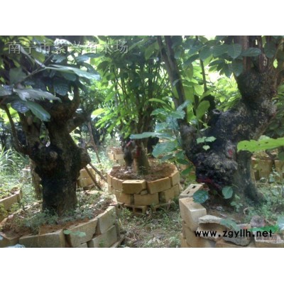 廣西崇左扶綏30至50公分蘋婆樁