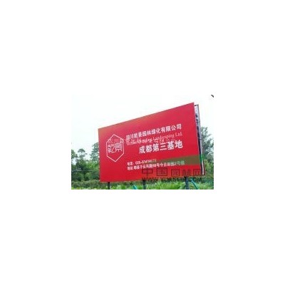 低價處理蒲葵米徑25公分11棵