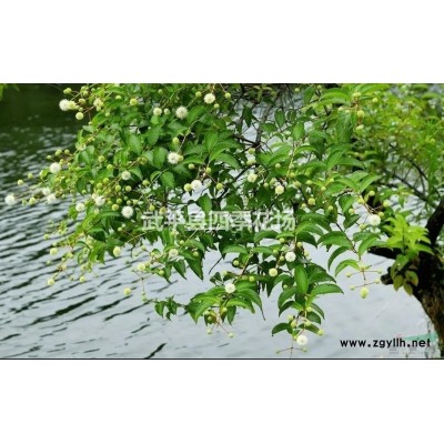 風箱樹（風箱樹容器苗）