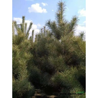 樟子松，價格優惠