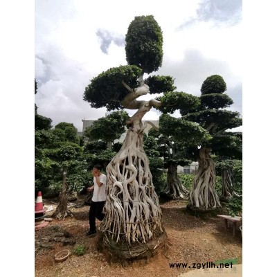 漳州造型小葉榕樁頭基地直銷