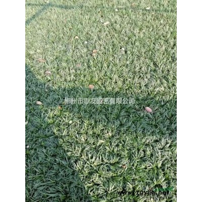 郴州馬尼拉 湖南郴州馬尼拉 郴州馬尼草拉價格