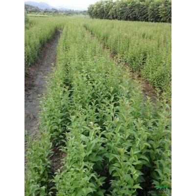 江西2-4公分青岡櫟 九江青岡櫟低價批發/供應