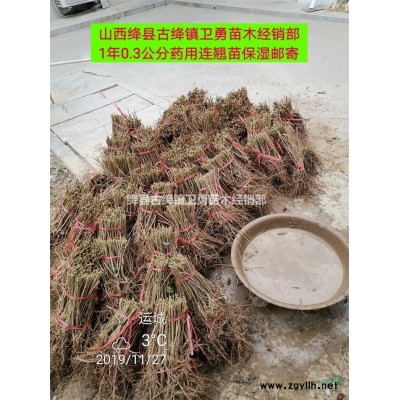 連翹苗種植畝產量多少斤？幾年結果？