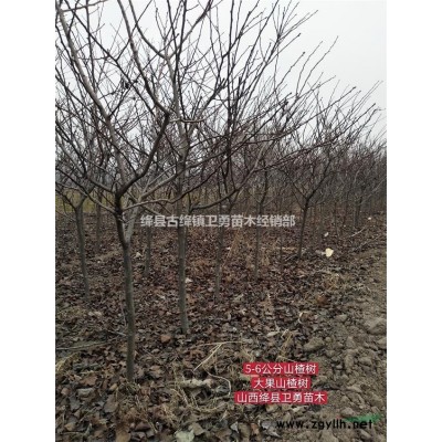 3分支連翹苗價(jià)格 5分支連翹苗價(jià)格 多頭連翹苗價(jià)格