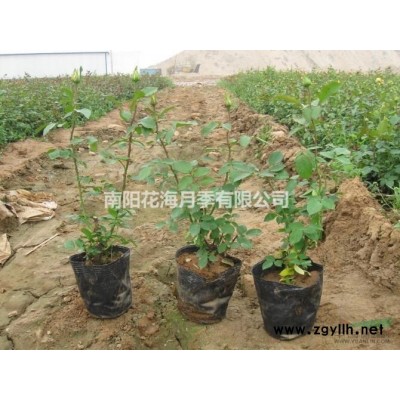 供應(yīng)大花月季