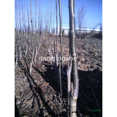 皂角苗 連翹苗 五角楓 花椒苗 國(guó)槐 刺槐苗