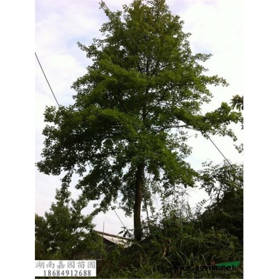 湖南夾竹桃價(jià)格,湖南蚊母價(jià)格