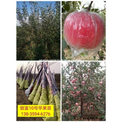 6公分山楂樹(shù)目前價(jià)格？6公分全冠 半冠 占地山楂樹(shù)多少錢(qián)？