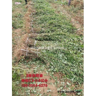 哪里有藥用連翹苗==山西農戶直銷1年2年藥用連翹苗