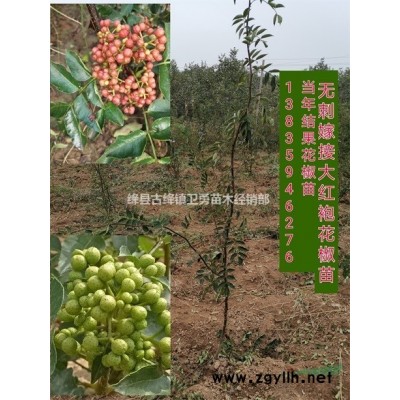 山西連翹苗產地 大量供應1-2年連翹苗 提供連翹種植管理技術