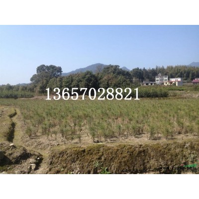 江西10公分樂昌含笑 九江12公分樂昌含笑哪里好/哪家便宜