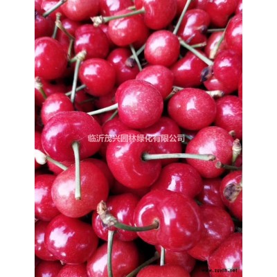 金枝槐.、黃金槐3年冠山東低價促銷