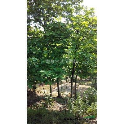 南京雪松出售，南京雪松苗木