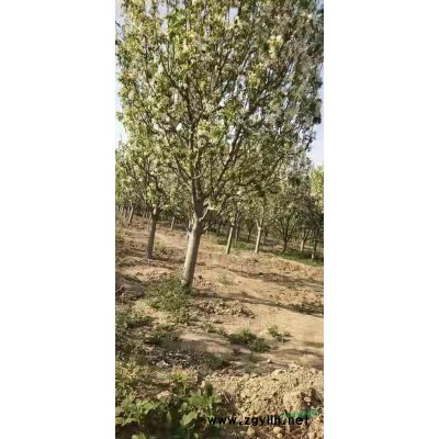 河北懷來供應3到10公分八棱海棠苗木