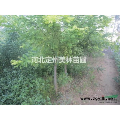 河北定州 金葉連翹 金鐘連翹 華北連翹 東北連翹7月銷售價格