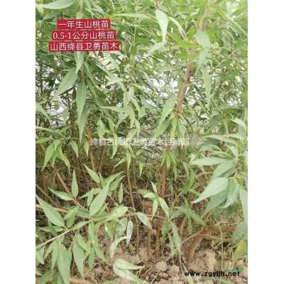 1年連翹苗哪里有賣？1年連翹苗種植大戶！1年連翹苗產地報價