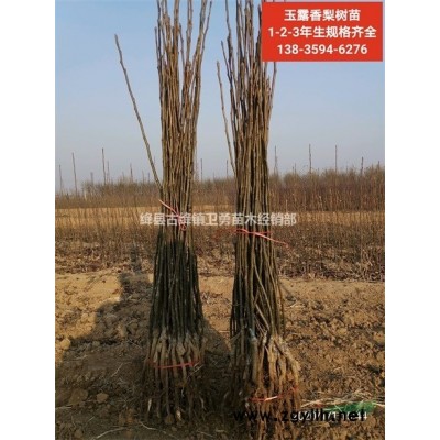 絳縣連翹苗價(jià)格 絳縣連翹苗種植基地 絳縣連翹苗原產(chǎn)地批發(fā)