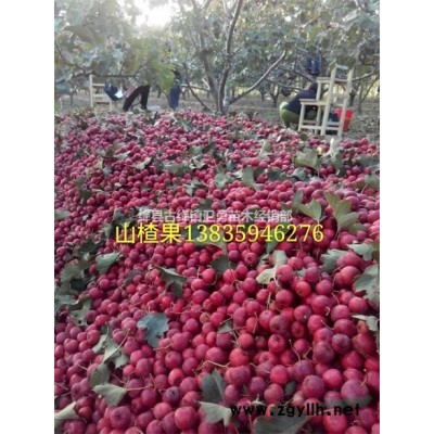 藥用連翹苗種植基地 1年連翹苗種植基地 2年連翹苗種植基地