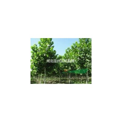 河北保定大棵連翹高2米冠1.5米每棵80元