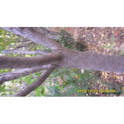 泰安龍柏，泰安龍柏價格，泰安市本昌園林綠化工程有限公司