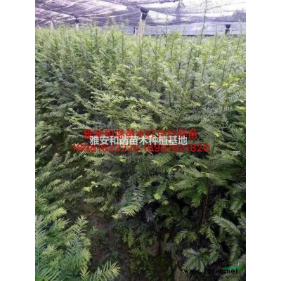四川福鼎大白茶苗價(jià)格，名選131茶苗價(jià)格，烏牛早茶苗批發(fā)，黃金茶苗價(jià)格