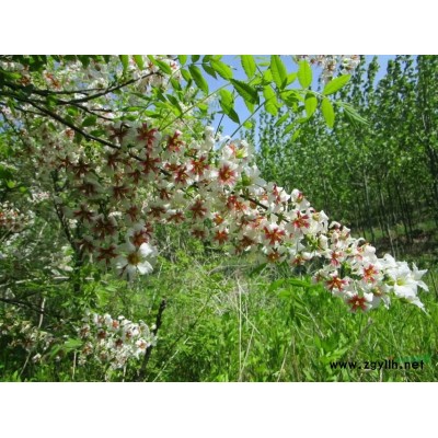 山東紅花文冠果基地